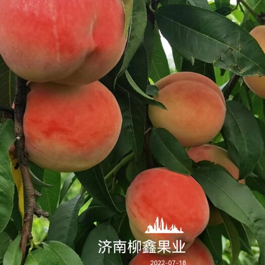 济南现货直供优质鲜果“冰激凌蜜桃”