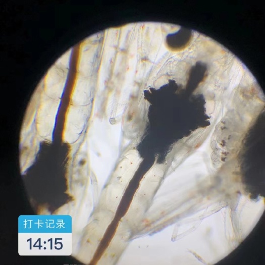 珠海长期提供生态海南新虾母南美白对虾虾苗