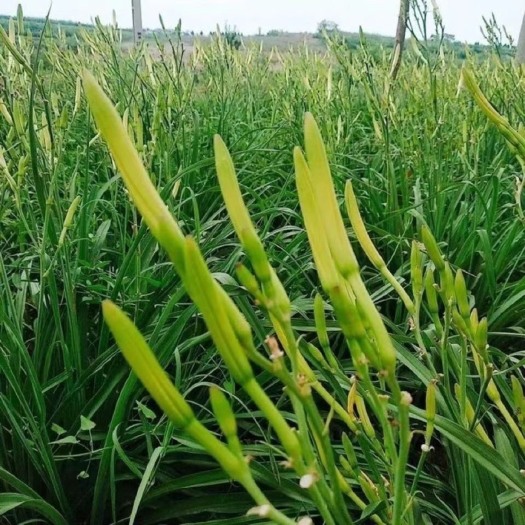 灵宝市新鲜黄花菜