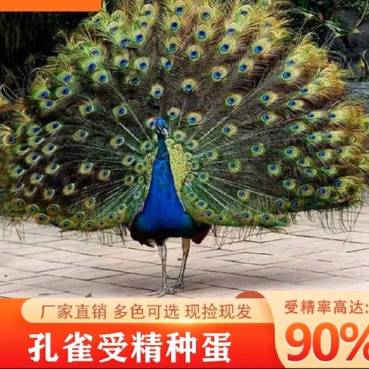 孔雀种蛋蓝孔雀受精蛋在家可孵化白孔雀