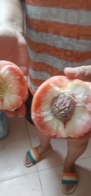 博野县十四号芽变，辉红大蜜桃