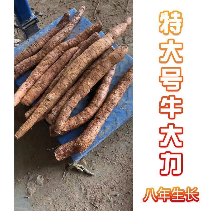 正品牛大力1斤煲汤泡酒材料金钟根牛大力汤料牛大力