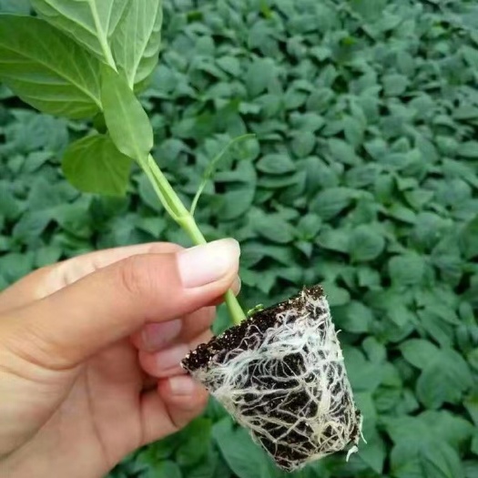 丰顺县新鲜圆椒苗  彩椒苗  菜椒苗 带土秧苗 基地直供