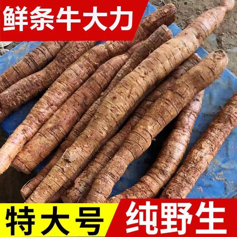 正品牛大力1斤煲汤泡酒材料金钟根牛大力汤料牛大力