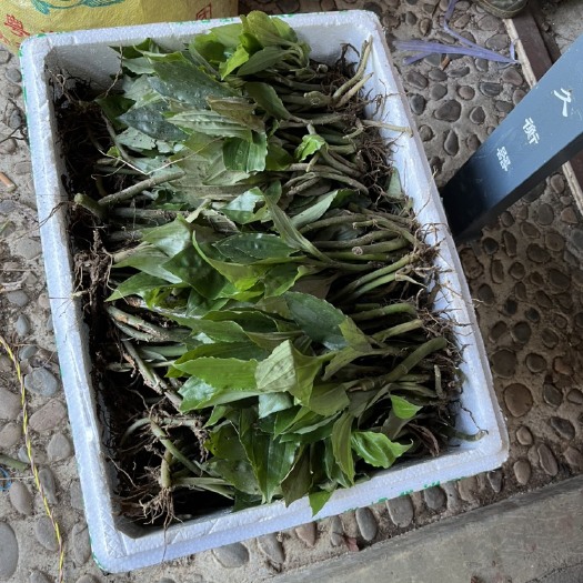 龙门县见血清