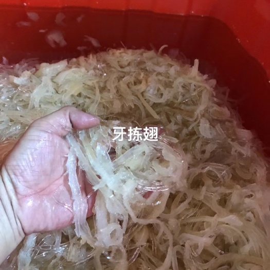 晋江市(鱼翅)牙拣翅(精品)