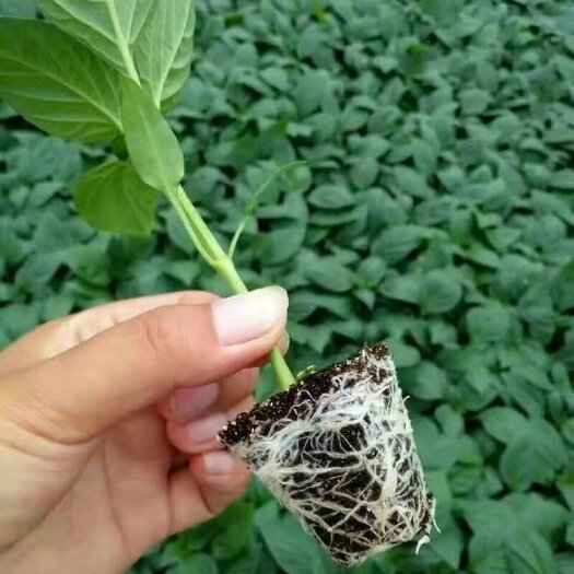 丰顺县线椒苗，优秀品种，早熟、无限生长型，长势旺盛，产量高抗病强。