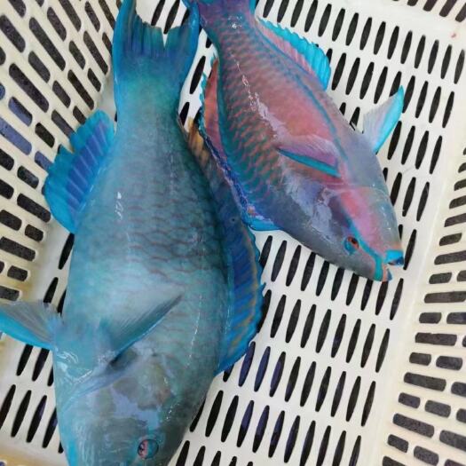 琼海市青衣红衣粉衣