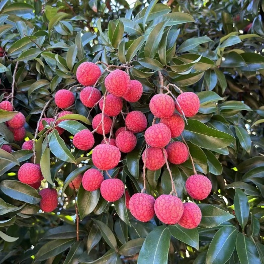 灵山县六月红荔枝