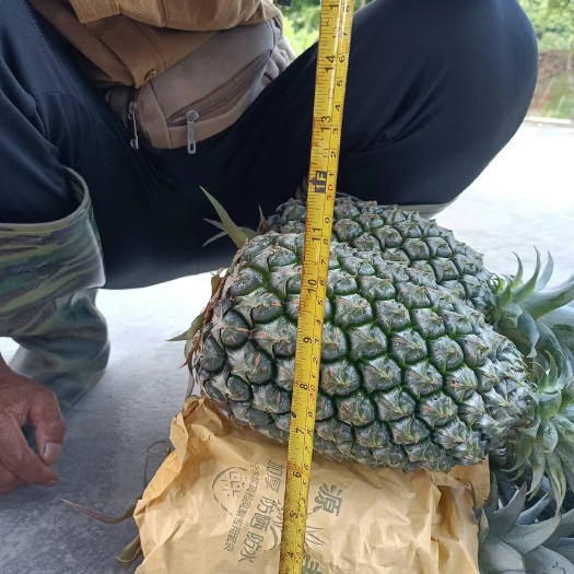 海丰县凤梨凤梨金钻17号，几万斤