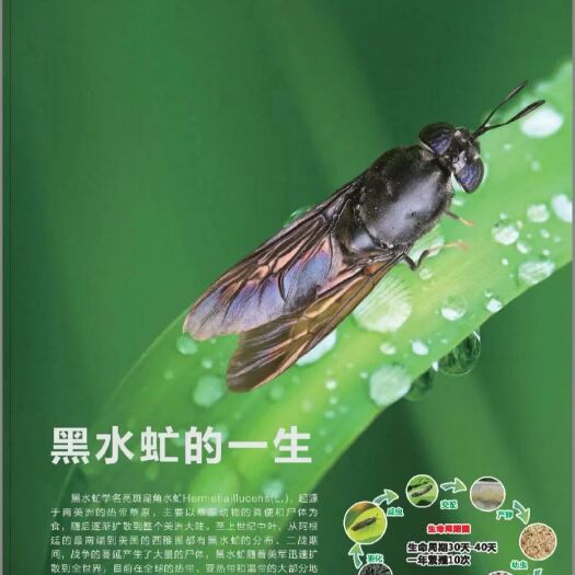 曹县黑水虻人工养殖技术手册克迈拉20年黑水虻养殖精华全册养殖无忧