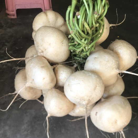 南宁凉薯，白地瓜，豆薯