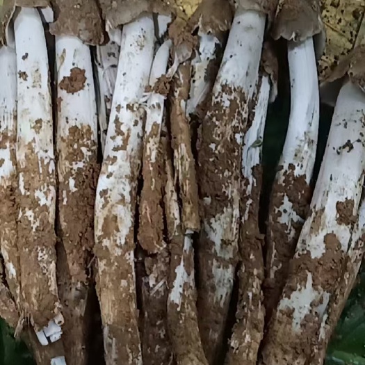 金平县云南特产鸡枞菌下山货顺丰空运包邮到家