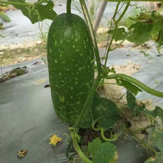 南宁毛节瓜大量供应欢迎来搞