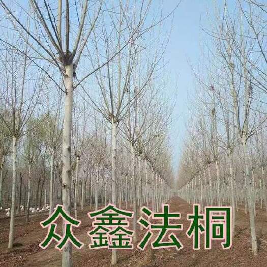 济宁供14公 分速生法桐15公分法国梧桐