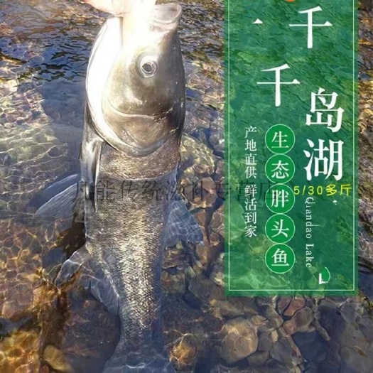 淳安县千岛湖胖头鱼，肉质细嫩入口即化！