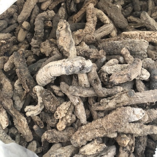 广州B级黄玉参 一斤60头左右 酒店家庭适用食材