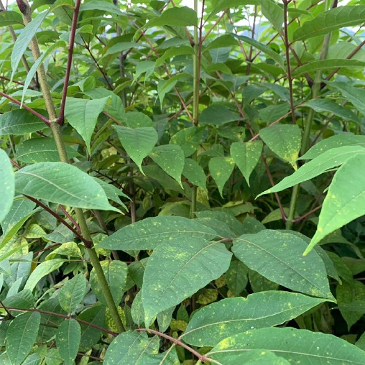 桐梓县黄柏种苗 优质黄柏苗，基地直销，规格齐全，成活率高，超低价