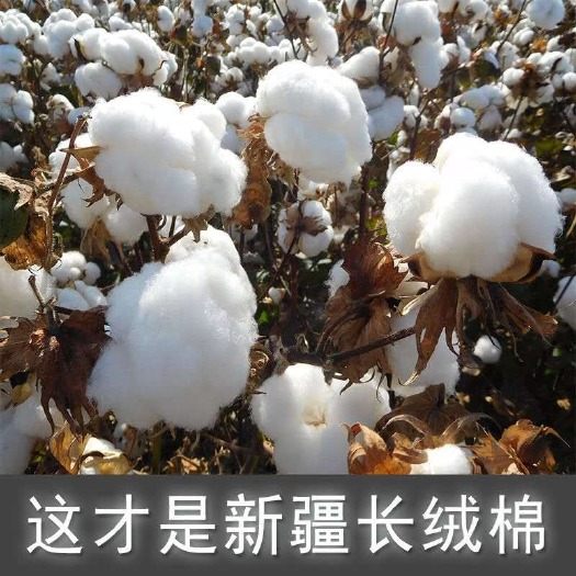 阿克苏市新疆纯棉花一级优质长绒棉散装皮棉精梳棉宝宝棉衣棉被棉絮填充物
