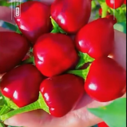巴彦淖尔草莓椒