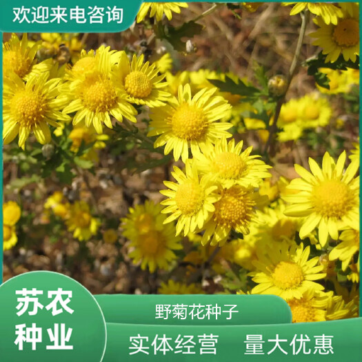 沭阳县野菊花种子散装菊花种子山菊花多年生野花种子黄菊花种子香草蜜源