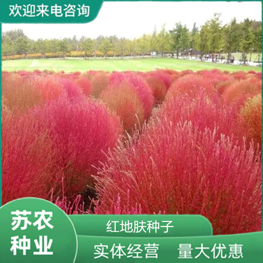 沭阳县红叶地肤种子变色细叶扫帚草种籽网红观赏草花坛阳台盆栽春季播种