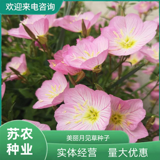 美丽月见草种子多年生四季开花易活阳台盆栽庭院花卉夜来香花种籽