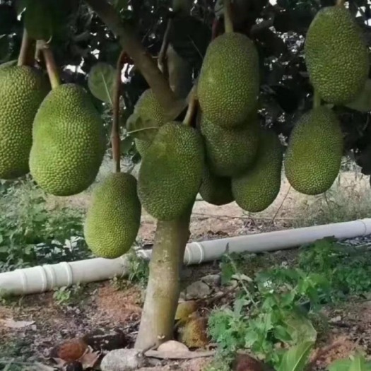 保亭县菠萝蜜