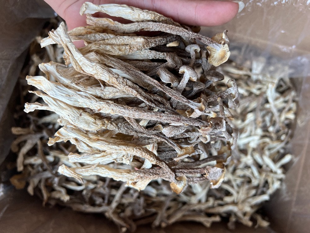  鹿茸菇鹿茸鸡油菇直销一手货源、精品场地直销各种规格齐全