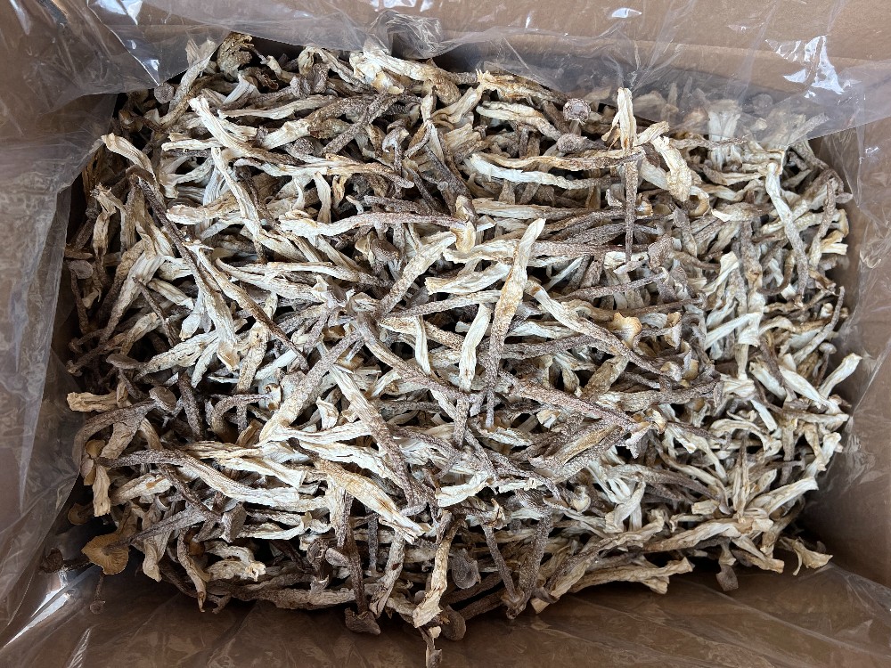  鹿茸菇鹿茸鸡油菇直销一手货源、精品场地直销各种规格齐全