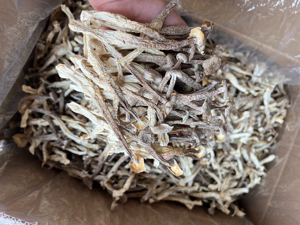  鹿茸菇鹿茸鸡油菇直销一手货源、精品场地直销各种规格齐全