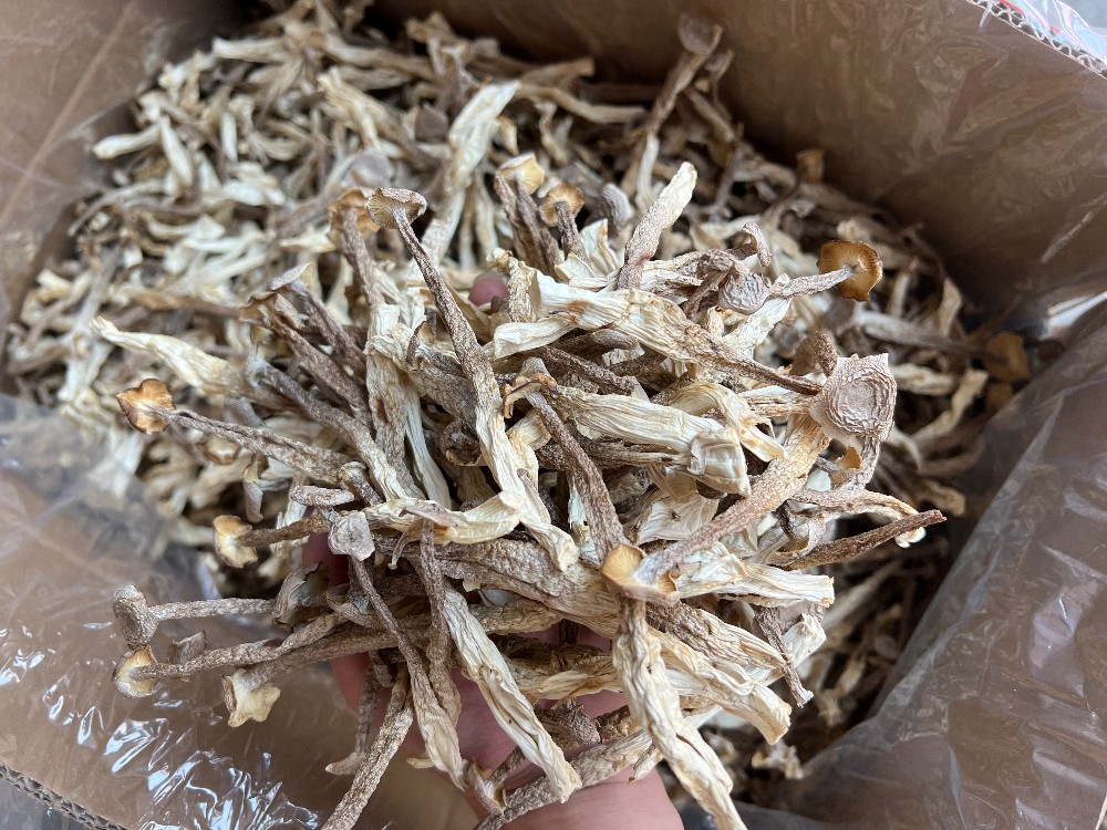  鹿茸菇鹿茸鸡油菇直销一手货源、精品场地直销各种规格齐全