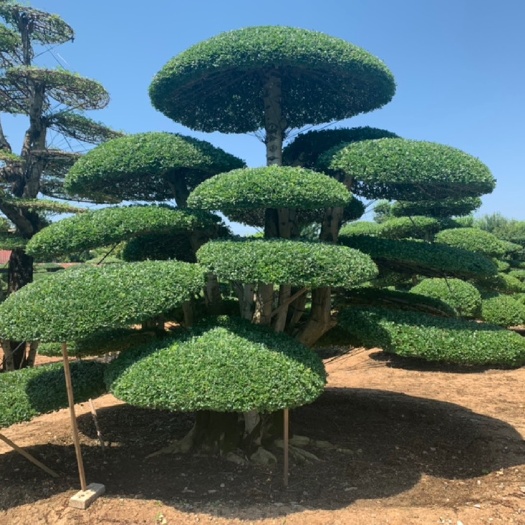 京山市湖北京山对节白蜡，一手货源产地直销