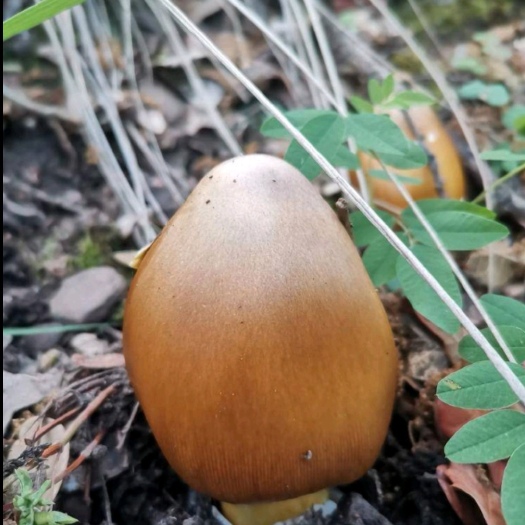小金县鹅蛋菌