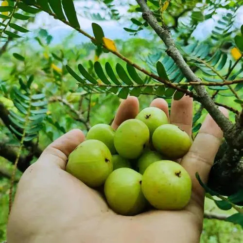 平南县余甘果，牛甘果，牛油果