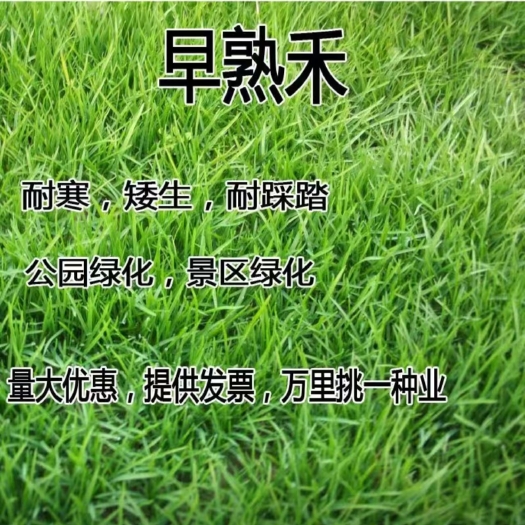 沭阳县早熟禾种子草坪草种庭院护坡草种子早熟禾草皮混播四季青草种子