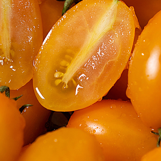 玉溪【农科新品】有机小番茄无激素自然成熟新鲜采摘基地直发