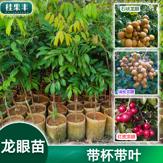 灵山县嫁接苗 石峡龙眼苗 储良龙眼苗 红皮龙眼苗 四季龙眼苗果树苗
