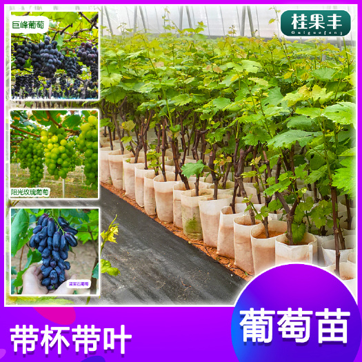 灵山县葡萄苗 夏黑葡萄 巨峰 蓝宝石葡萄苗 阳光玫瑰葡萄苗 果树苗