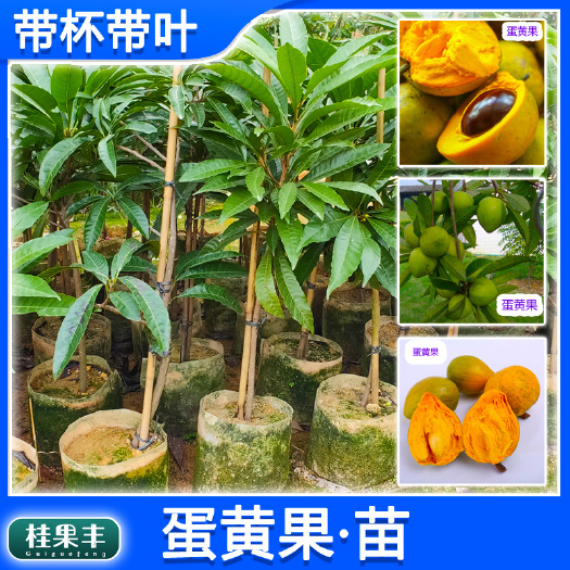 灵山县耀堂仙桃苗蛋黄果苗果树苗南北方种植盆栽地栽苗