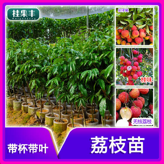 灵山县无核荔枝苗  仙进奉荔枝嫁接苗 妃子笑荔枝苗 桂味荔枝苗