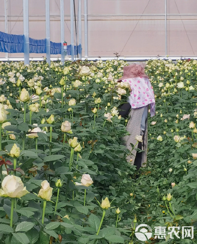 玫瑰鲜切花 单头玫瑰社区团购摆摊花店婚庆鲜花云南鲜花基地直发