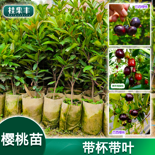 灵山县巴西樱桃苗 黑玫瑰樱桃苗 樱桃果树苗 南北方庭院阳台种植果树