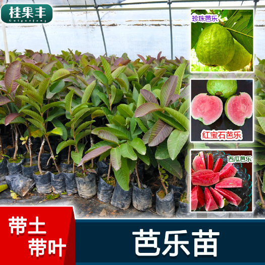 灵山县番石榴苗 西瓜芭乐苗 红宝石芭乐苗 红心芭乐苗 珍珠番石榴苗
