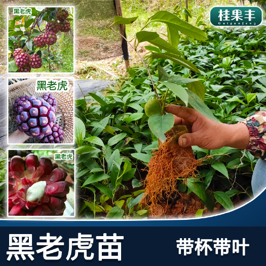灵山县粉红黑老虎苗  黑老虎苗 粉红一号 爬藤布福娜苗 基地直供