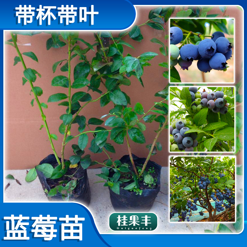 灵山县兔眼蓝莓苗 香甜可口产量高 盆栽地栽蓝莓苗果树苗南北方种植