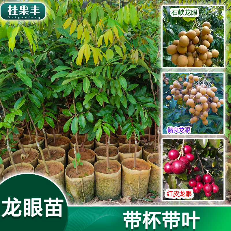 灵山县红壳龙眼苗 红皮龙眼苗 红壳龙眼树苗 果树苗 南北方种植 盆