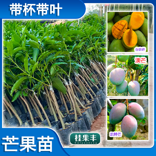 灵山县澳芒苗 澳芒果苗澳芒树苗果树苗 南北方种植 盆栽地栽苗 环球