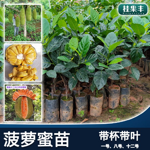 红肉菠萝蜜苗 黄肉菠萝蜜苗 菠萝蜜苗1号八号12号榴莲蜜苗