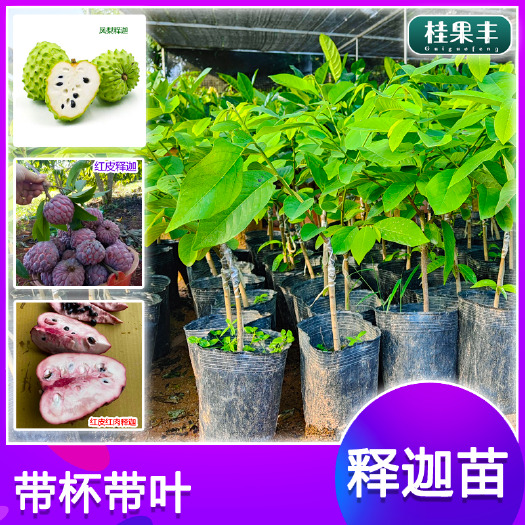 灵山县释迦果苗  凤梨释迦苗 红皮释迦苗 番荔枝苗 佛头果果树